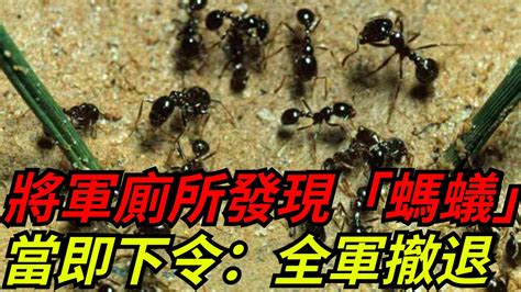 一群螞蟻|除螞蟻3絕招！如何消滅螞蟻大軍就看這一篇